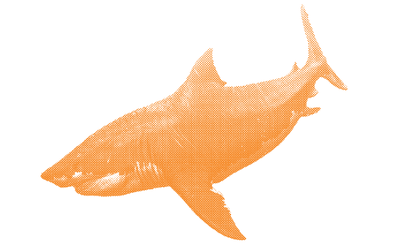 Megalondon orange illustration
