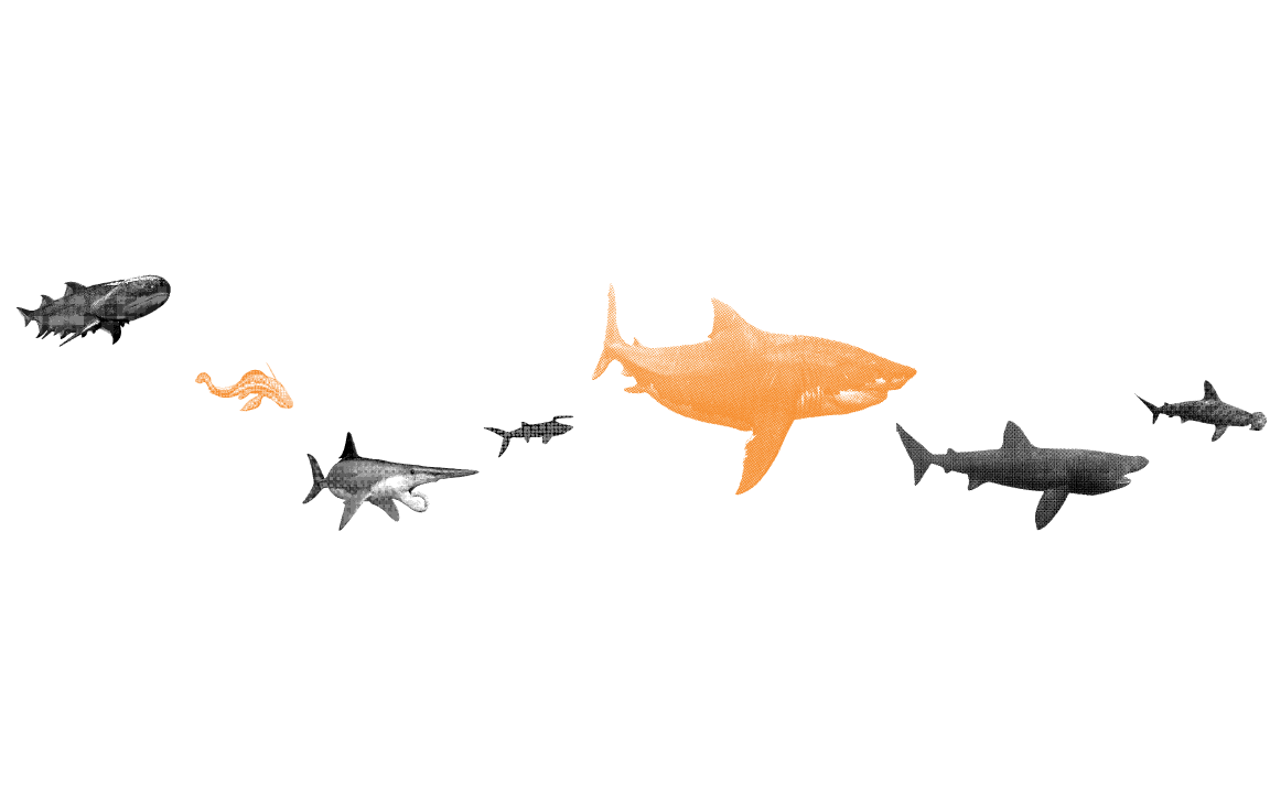 Shark Evolution scale