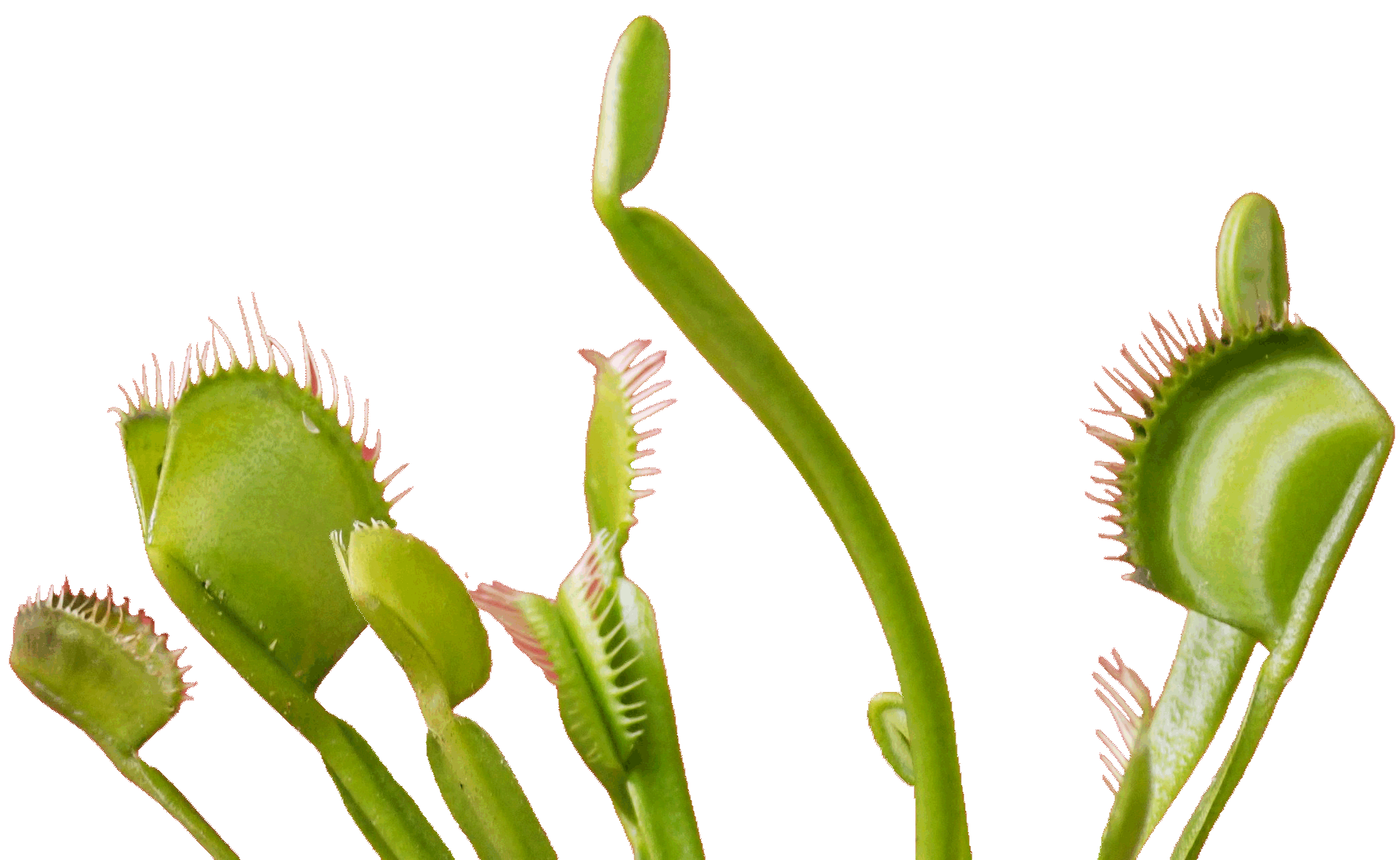 venus fly trap cutout